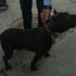 Sokakta pitbull gezdirdi, 10 bin lira ceza yedi