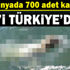 Dünyada 700 tane kaldı: Kuşadası'nda ortaya çıktı Dünyada 700 tane kaldı: Kuşadası'nda ortaya çıktı