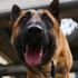 Koronavirüsle mücadelede 'dedektör köpekler' göreve başladı Koronavirüsle mücadelede 'dedektör köpekler' göreve başladı