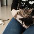 Yavru kedileri veteriner kliniğinin önüne bıraktılar Yavru kedileri veteriner kliniğinin önüne bıraktılar