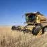 Ahlat ta 70 bin ton buğday hasadı bekleniyor