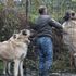 Bu köpeklerin değeri dudak uçuklatıyor Bu köpeklerin değeri dudak uçuklatıyor