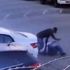 Servis aracını beklerken dehşeti yaşadı Servis aracını beklerken dehşeti yaşadı