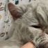 Minibüsün motoruna giren kedi, 50 kilometre yolculuk yaptı