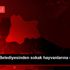 Kırklareli Belediyesinden sokak hayvanlarına mama ...