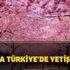 Sakura Türkiye'de yetişir mi? Kaç çeşit sakura vardır? Sakura efsanesi nedir?