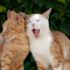 Stüdyo dairede 130 kedi besleyen kadın gözaltına alındı