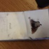 Hindistan'da aşırı ısınan iPhone 6 patladı