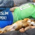 Polise teslim olan köpek! Polise teslim olan köpek!