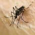 Sağlık Bakanlığından 'zika virüsü' açıklaması Sağlık Bakanlığından 'zika virüsü' açıklaması