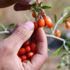 Ata ocağı köyde goji berry yetiştiren profesör çiftçilere örnek oluyor Ata ocağı köyde goji berry yetiştiren profesör çiftçilere örnek oluyor