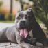 Pitbull ve dogo cinsi köpeğe 12 bin TL ceza