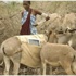 Güneş enerjisi elde etmek için eşekleri kullanıyorlar