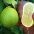 Limonata kış hastalıklarına şifa