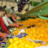 Mandalina üreticisine Rusya darbesi Mandalina üreticisine Rusya darbesi