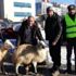Depremzedelere iki koyununu gönderdi