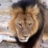 Afrika’nın en ünlü aslanı Cecil’in katili bulundu
