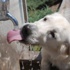 Sevimli Köpek Sıcak Havada Böyle Serinledi