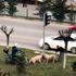 Kavga eden köpekleri ayırmak için seferber oldular