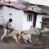 Sokak köpeğini 2 kangal köpeğiyle dövüştürüp, sosyal ...