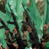 Mısır'ın Hamas ile ilgili şok kararı Mısır'ın Hamas ile ilgili şok kararı