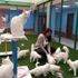 Van Kedi Villası'nda 5 yıldızlı konfor Van Kedi Villası'nda 5 yıldızlı konfor