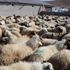30 yıl sonra ilk... Van'dan 30 bin hayvan, Katar'a ihraç edildi