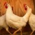 Tavuklar birlik halinde hareket edip kendilerini koruyabilir mi?