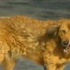 İstanbul'da korkunç iddia: Köpekler açlıktan birbirini yedi İstanbul'da korkunç iddia: Köpekler açlıktan birbirini yedi