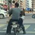 Motosiklette koyunla yolculuk Motosiklette koyunla yolculuk