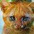 Kedi yavrusu diye eve getirdiği hayvan 'puma' çıktı!