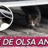 Isınmak için arabanın motor bölümüne giren kedi böyle kurtarıldı!