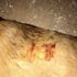 Sakarya'da vahşet! Köpeğe işkence yapıp, vücuduna kesici alet ile 'it' yazdılar