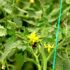 Bombus arılar kaliteli domates için kullanılacak Bombus arılar kaliteli domates için kullanılacak