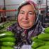 Türkiye'nin 400 bin ton muz açığını Silifke kapatacak Türkiye'nin 400 bin ton muz açığını Silifke kapatacak