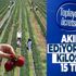 Şimdiden 200 bin müşterisi var! Kilosunu 15 TL! Toplayana ücretsiz!