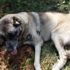 Kaybolan köpeğini tabancayla vurulmuş halde buldu