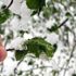 Meteoroloji'den son dakika uyarı geldi! Kuvvetli zirai don bekleniyor