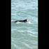 ﻿Mersin'de fok balığı şaşkınlığı