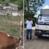 Çalıntı kamyonetle, hayvan çaldılar Çalıntı kamyonetle, hayvan çaldılar