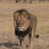 Afrika'nın ünlü aslanı Cecil'in katili bulundu