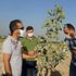 Mardin de fıstık üretimine rağbet artıyor