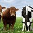 Faizsiz hayvan kredisi nasıl alınır? 2020 yılı Ziraat Bankası sıfır faizli koyun ve hayvancılık kredisi başvuru şartları nedir?