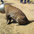 Leopar su ararken bu hale geldi
