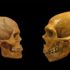 Arkaik DNA analizleri, Neanderthal, Denisovan ve modern insan evriminin hikayesini tekrar yazıyor