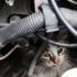 Yıkamaya getirilen otomobilin motorundan 3 yavru kedi çıktı