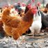 Genetiği değiştirilmiş tavuklar kanser ilacı yumurtluyor Genetiği değiştirilmiş tavuklar kanser ilacı yumurtluyor