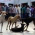 Hindistan'ın Nagaland eyaletinde köpek eti yasaklandı