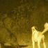 Domuz ve köpeklerin kan donduran kapışması Domuz ve köpeklerin kan donduran kapışması