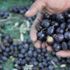 Zeytin üretiminde beklenti 2 milyon tonun üzerinde